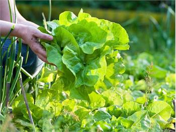 Build a Better Salad